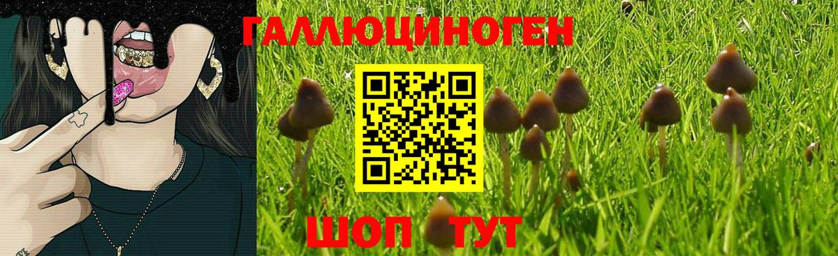 Псилоцибиновые грибы мицелий Советская Гавань